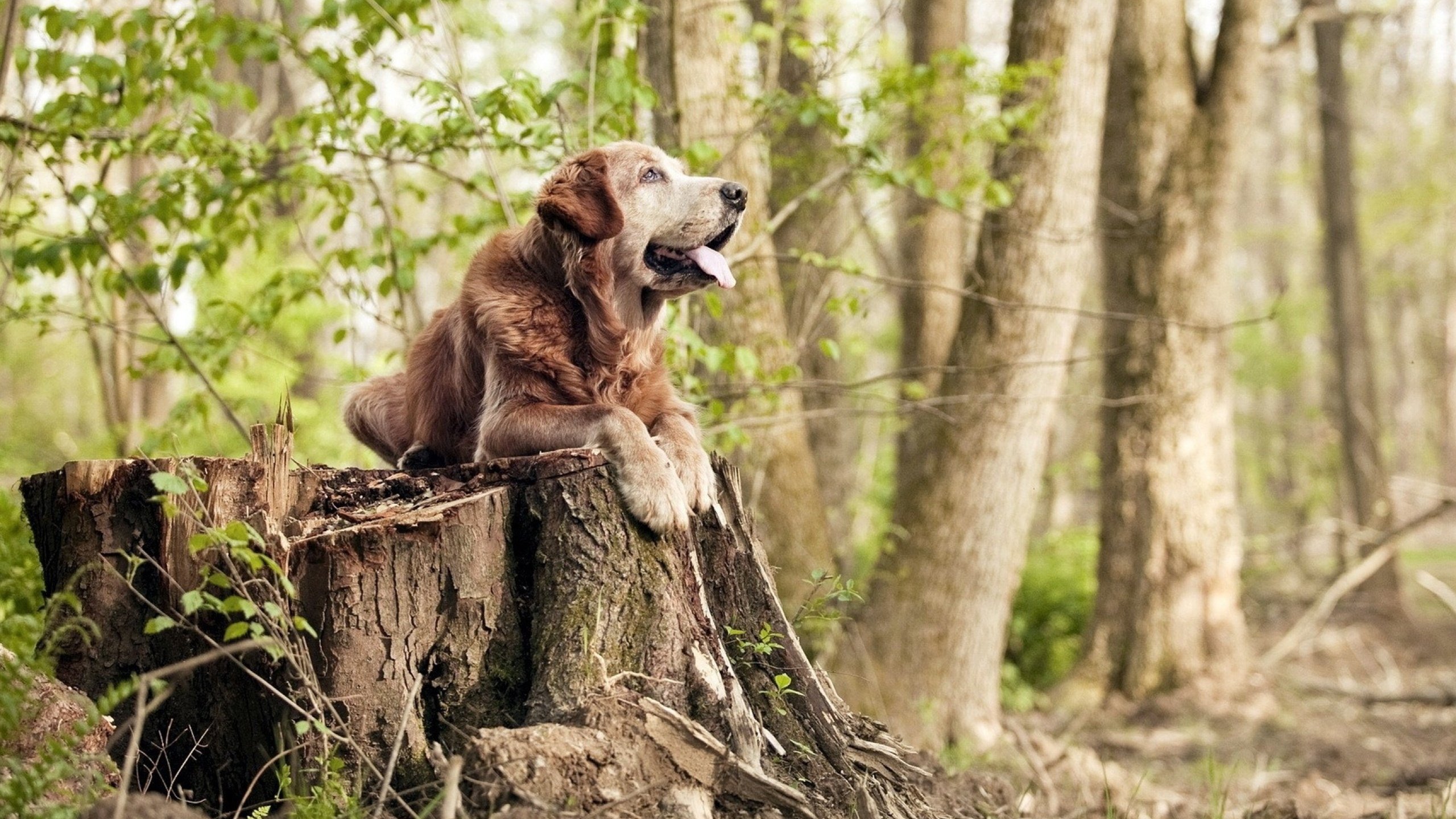 伦纳德统治级数据闪耀,独行侠险胜浙江队终场时刻