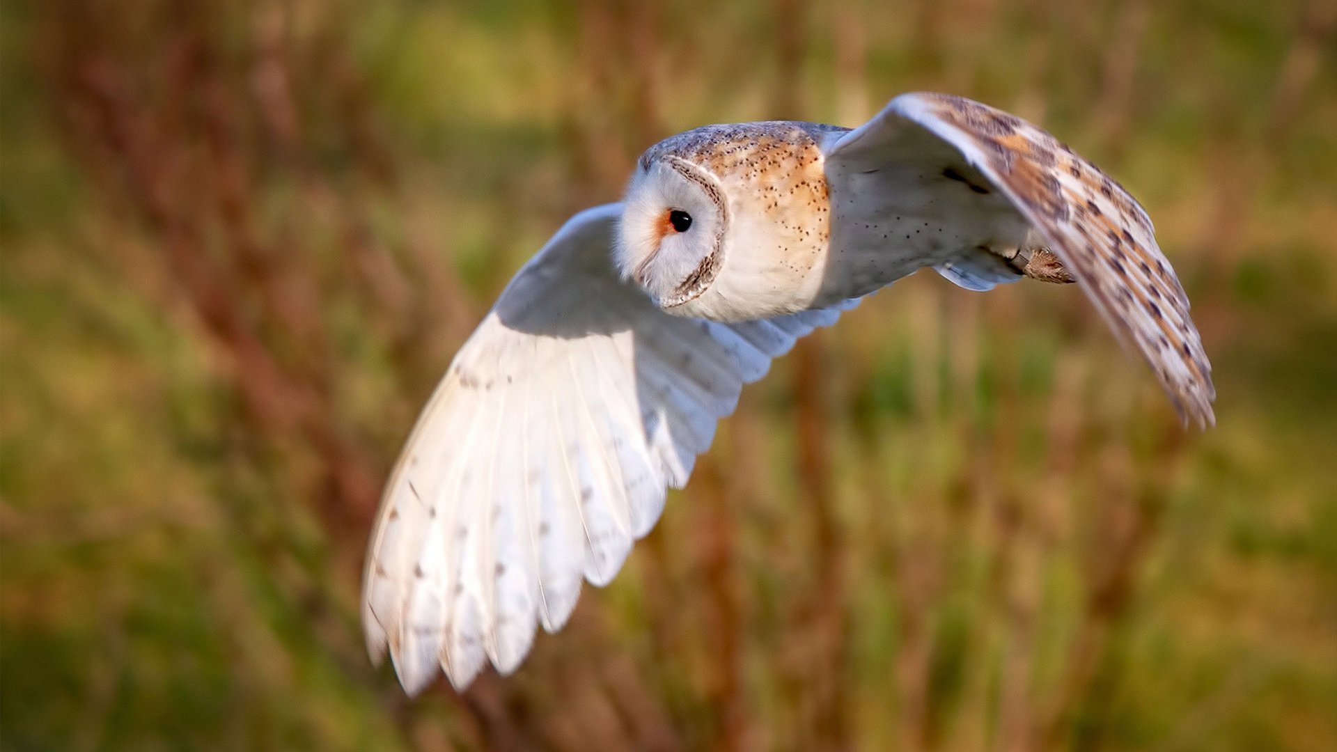 绿茵救赎记,哈弗茨对阵拉齐奥的救赎之战