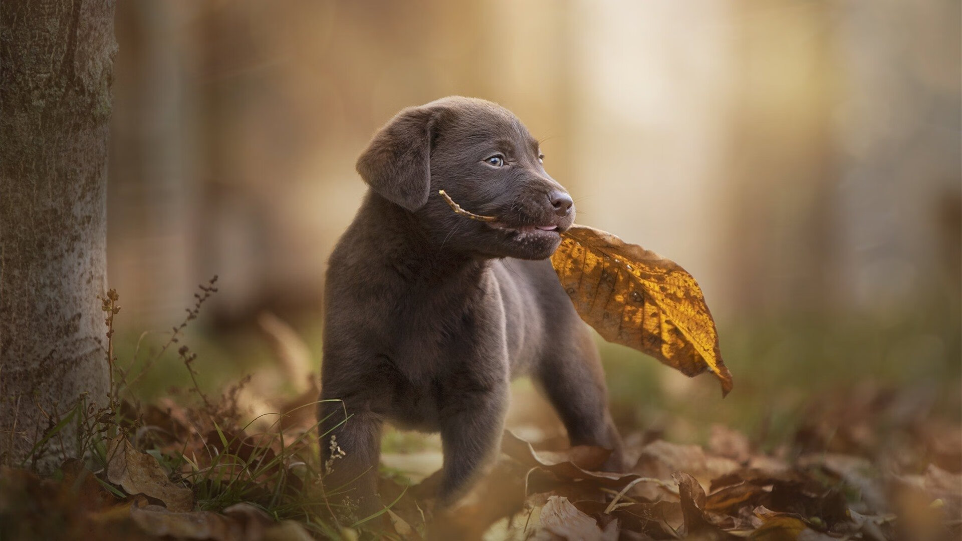 爆发者独舞,终局者独悲,罗德里戈的一夜神迹与皇家社会的战术悖论