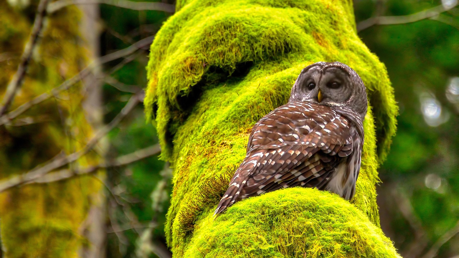 爆冷之夜的唯一主角，凌晨4点训练的人，如何成为牙买加关键先生