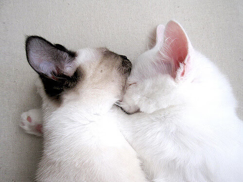 硅与金的碰撞，当欧冠的喧嚣遇见篮筐的沉默—记那场山西队翻盘湖人的跨维度对决