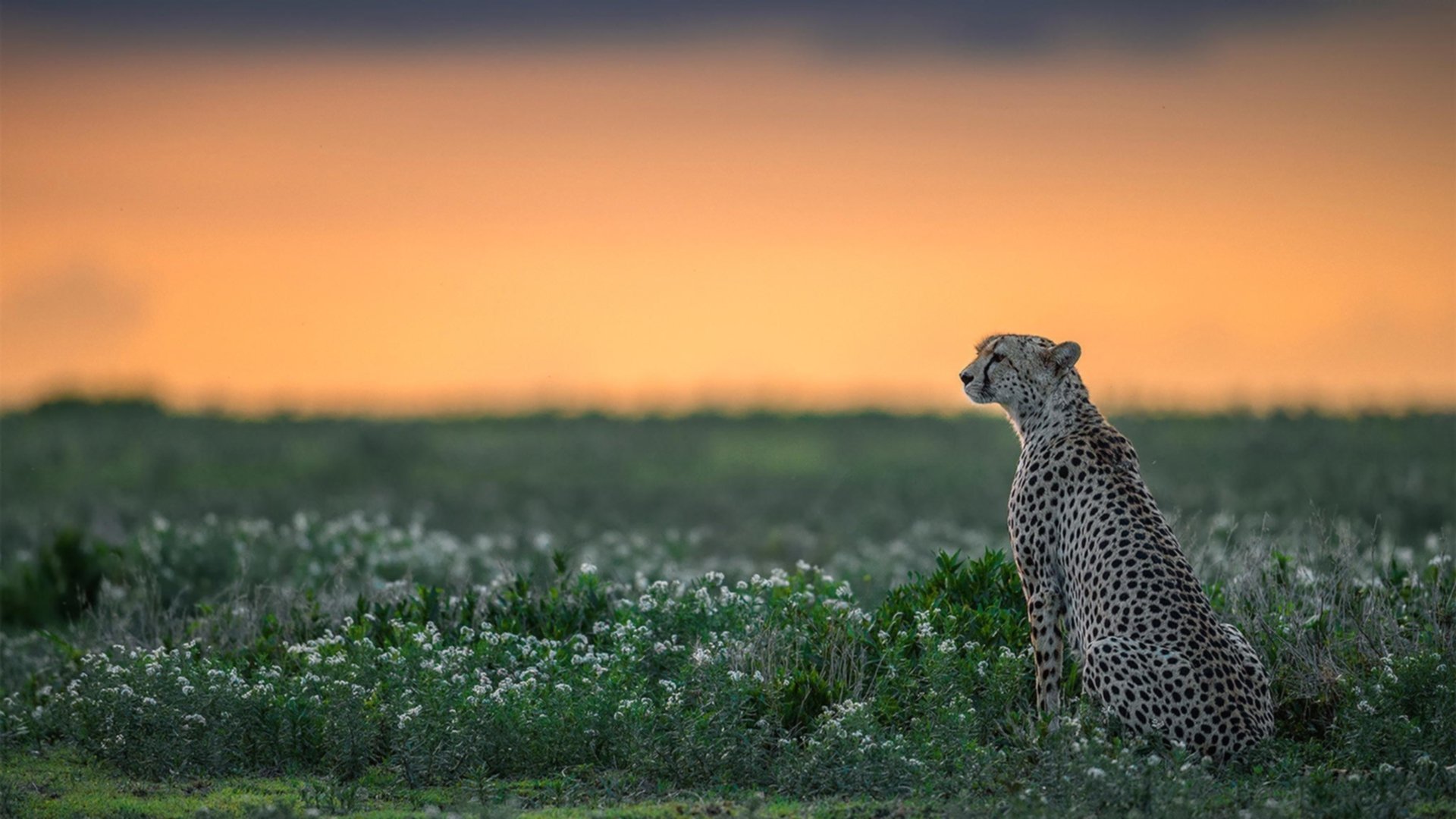 米切尔雷霆之怒，撕裂魔术防线的关键先生