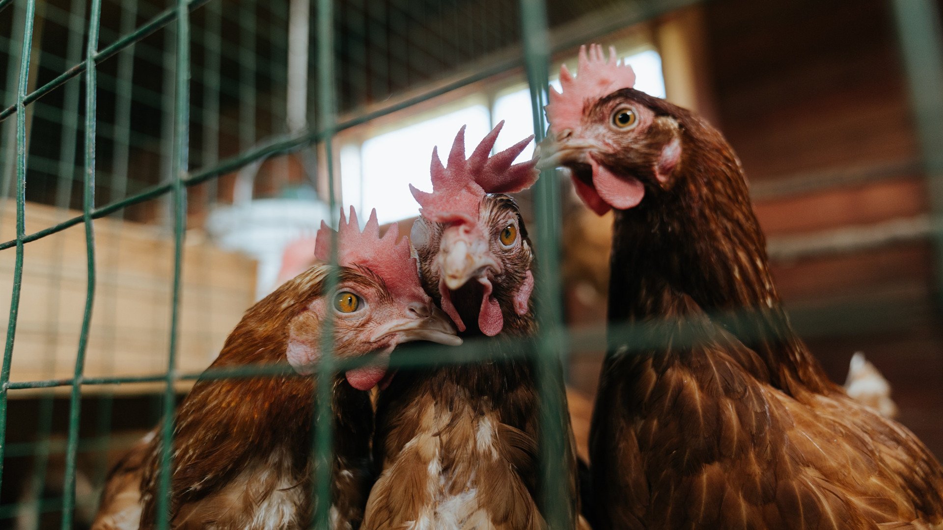 篮球版图重构之夜，当公牛在世界第一焦点战中肢解湖人王朝