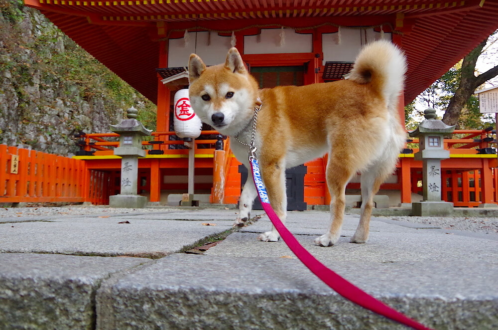 加勒比闪电劈开基辅夜空，奥利维耶数据核爆引领牙买加逆袭乌克兰夺冠