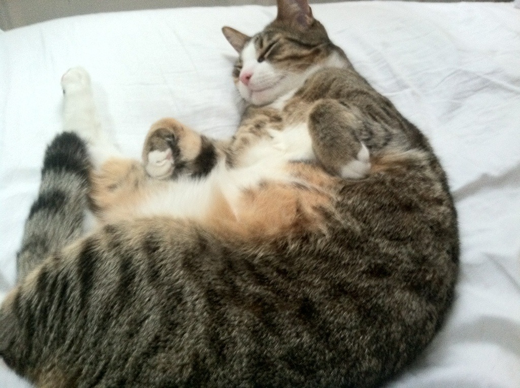 跨联盟焦点战尼克斯力克广东，武切维奇30+15统治力诠释巨星价值，隔空对话易建联？