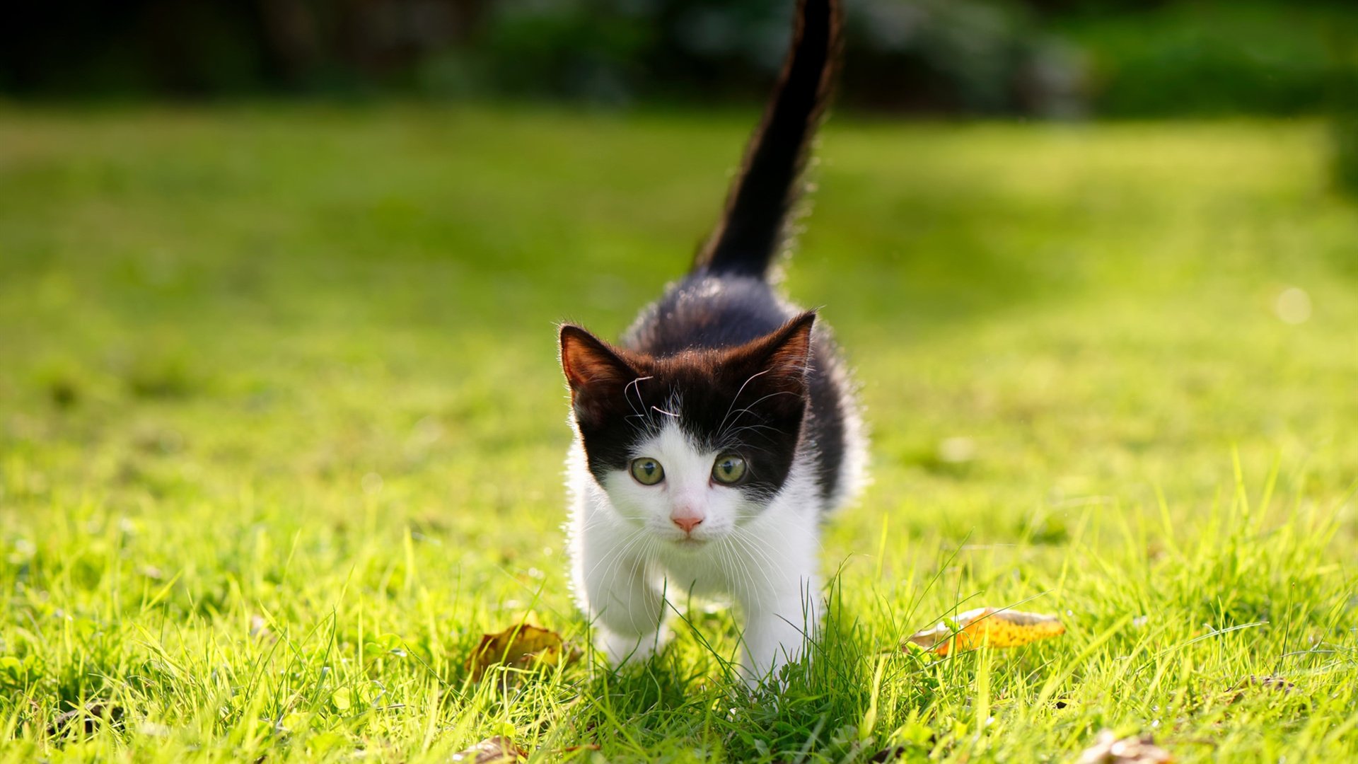 铁幕与心脏，当法国堡垒扼住伦敦咽喉