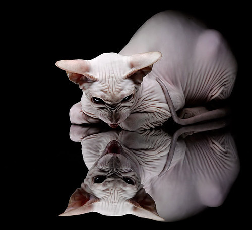 扼住命运的咽喉，公牛惊魂一刻险胜尼克斯的终极之战