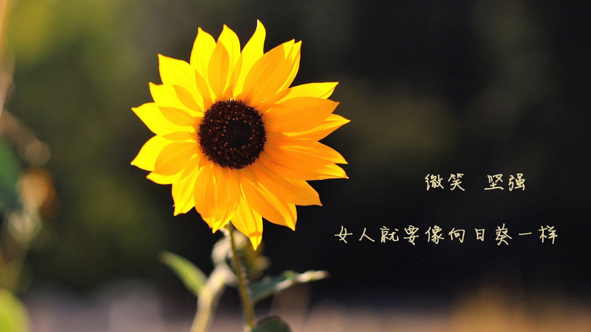 德黑兰的最后一枪，B费压哨绝杀，伊朗力克罗马尼亚书写世界杯最冷奇迹